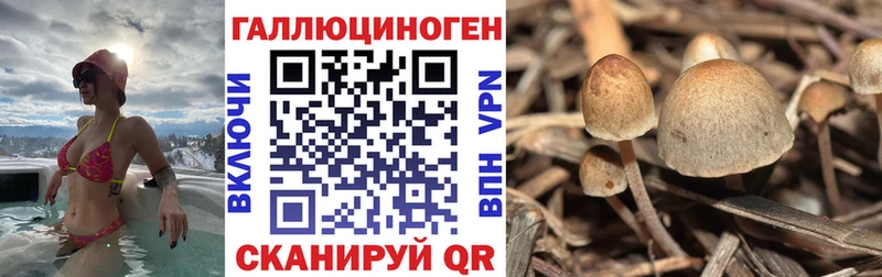 Купить закладки  Нестеровская  Псилоцибиновые грибы Cubensis 